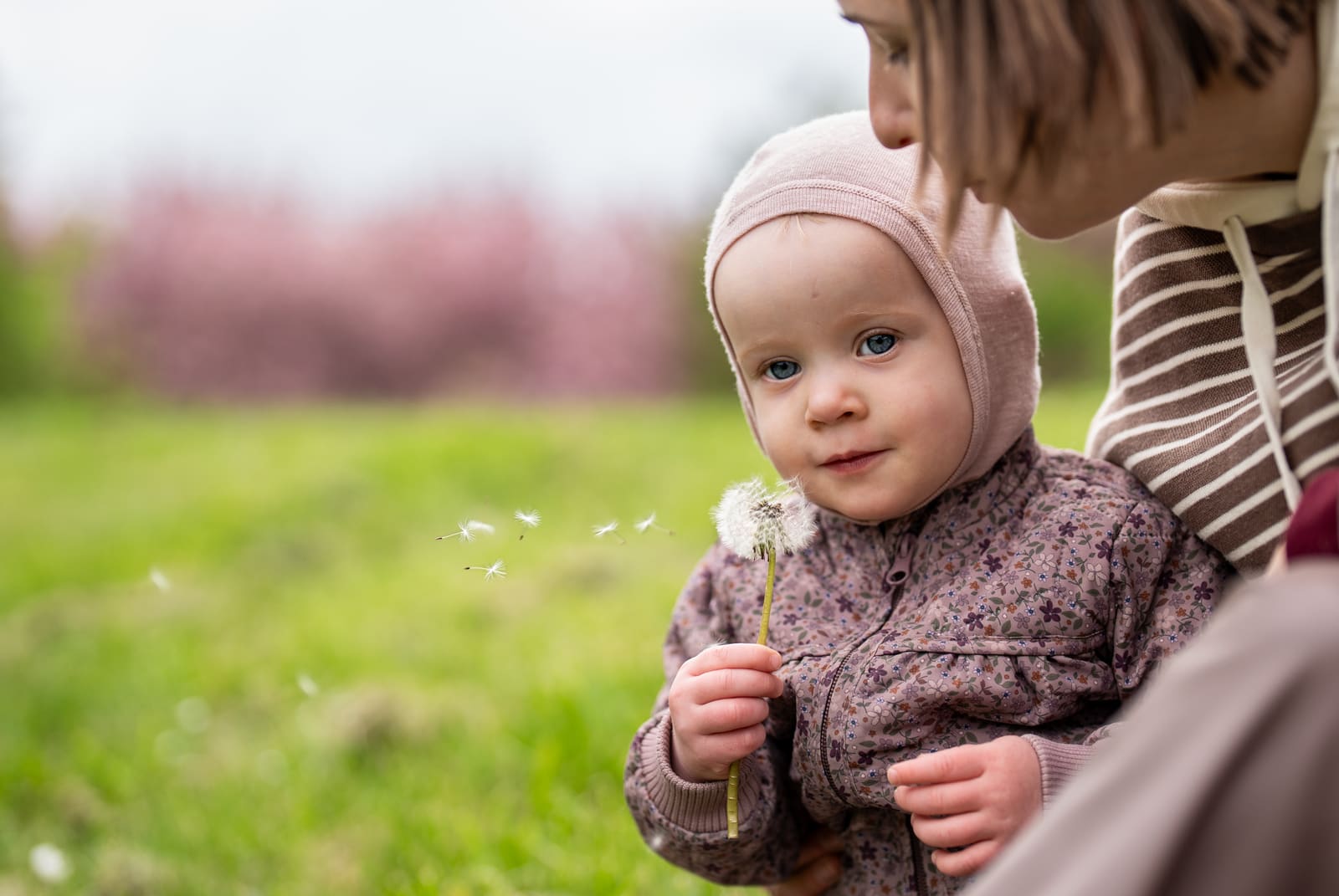 Kids photo session in Copenhagen - toddler blowing a dandelion in a spring meadow