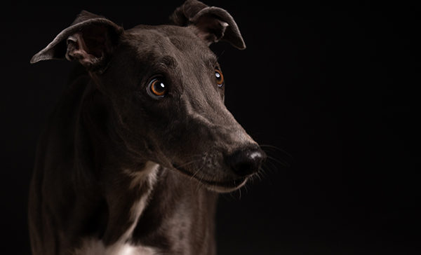 Animal Photography - photo session by Lana Photography Copenhagen